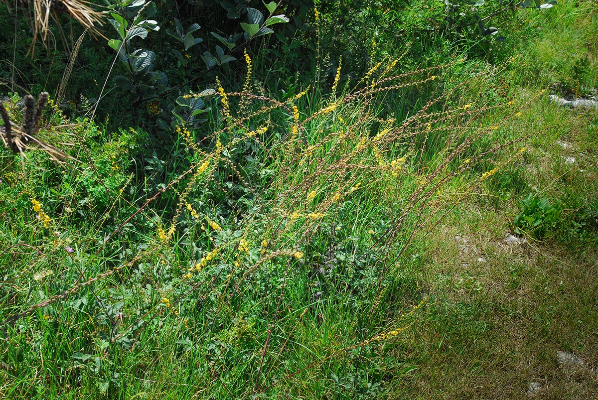 Habitus